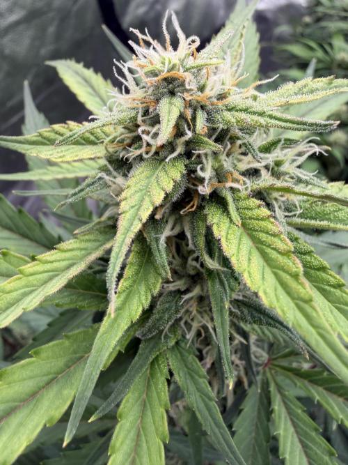 Frostbanger. Week 8