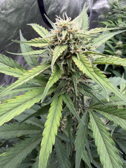 Frostbanger. Week 8