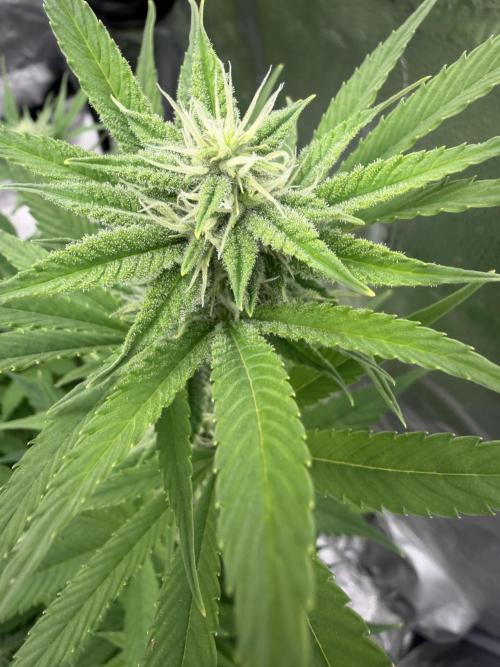 Zamnesia Grow Cup 2026. Week 9