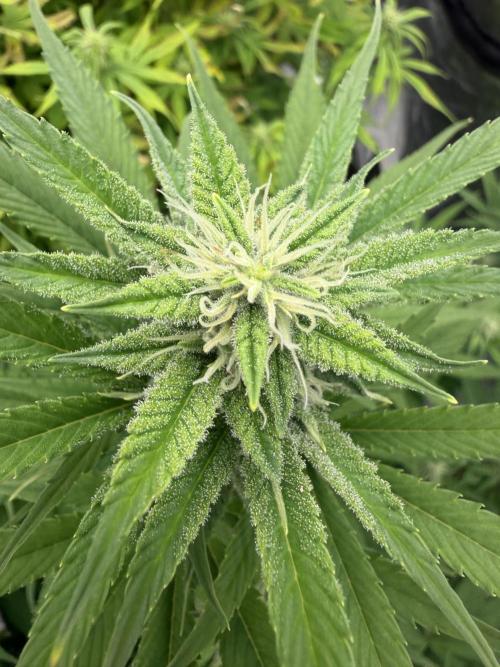 Zamnesia Grow Cup 2026. Week 9