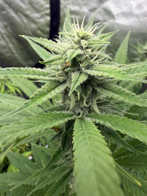 Zamnesia Grow Cup 2026. Week 9