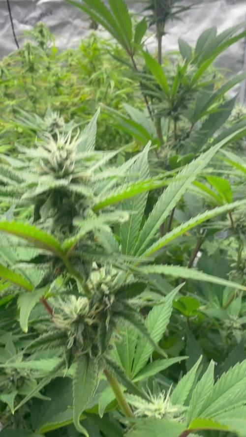 Zamnesia Grow Cup 2026