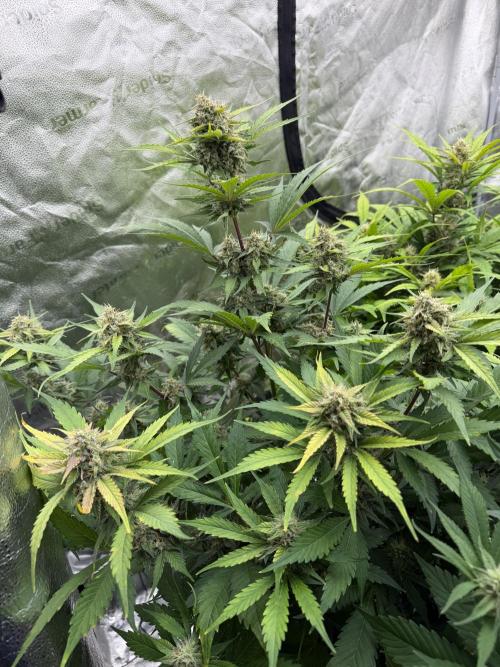 Frostbanger. Week 9