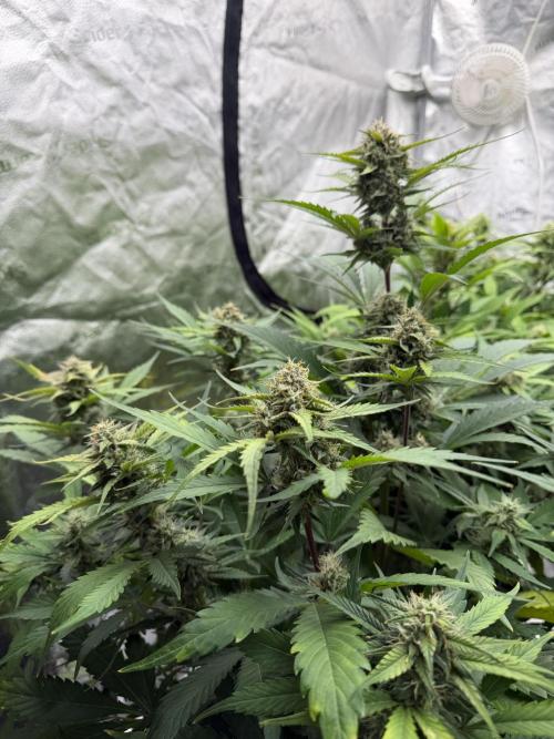 Frostbanger. Week 9