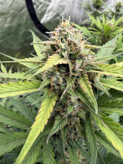 Frostbanger. Week 9