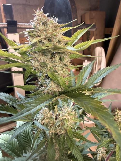 Frostbanger. Week 9