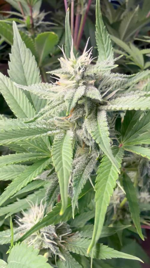 Zamnesia Grow Cup 2026
