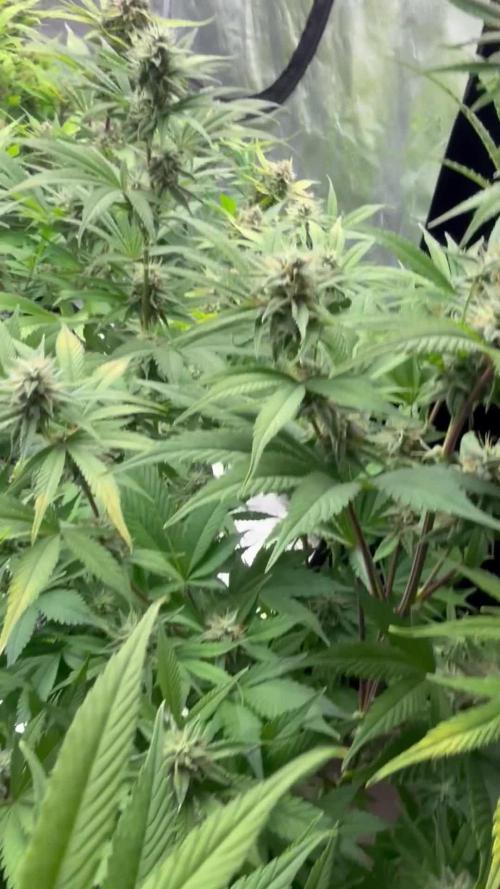 Zamnesia Grow Cup 2026