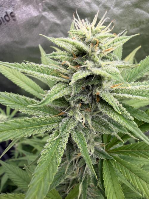 Zamnesia Grow Cup 2026. Week 10