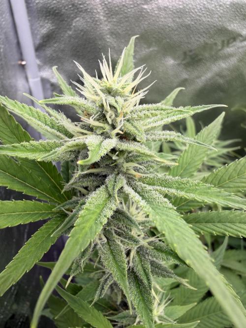 Zamnesia Grow Cup 2026. Week 10
