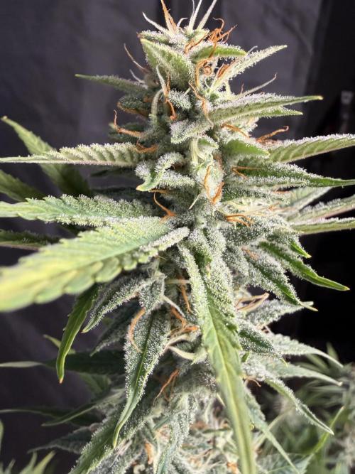 Zamnesia Grow Cup 2026. Week 10