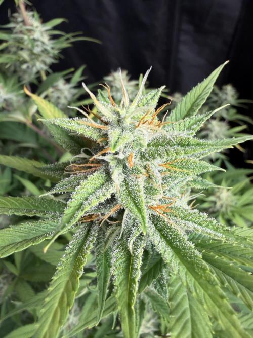 Zamnesia Grow Cup 2026. Week 10