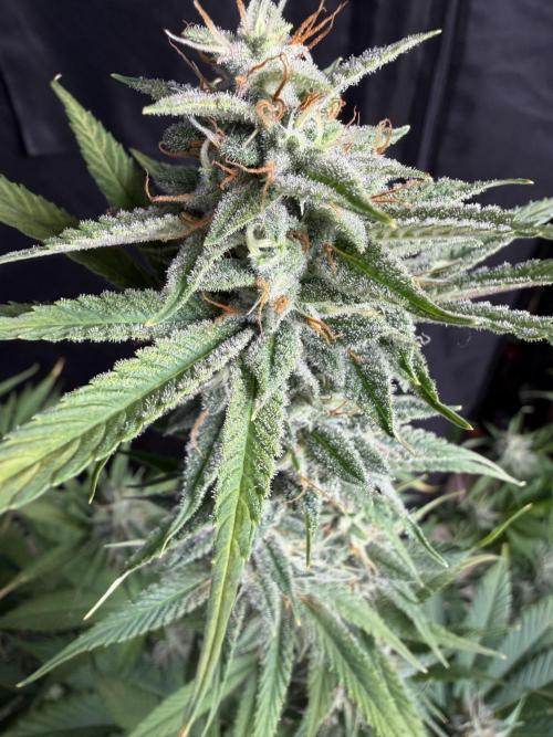 Zamnesia Grow Cup 2026. Week 10