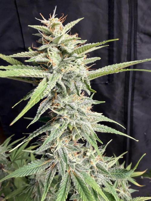 Zamnesia Grow Cup 2026. Week 10