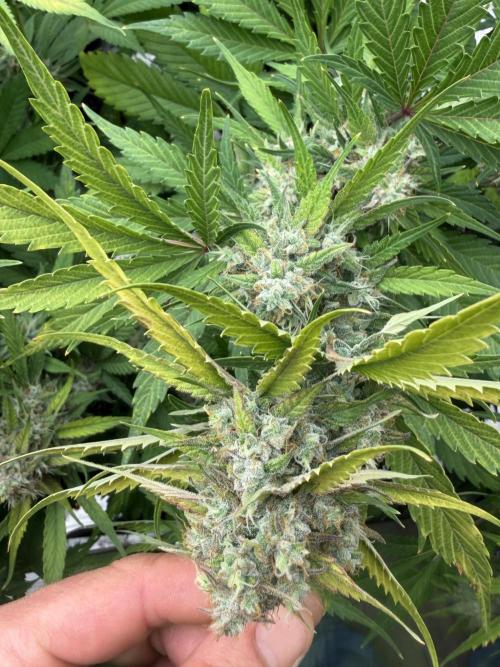 Frostbanger. Week 10