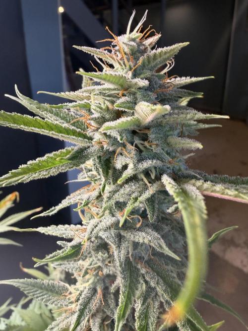 Zamnesia Grow Cup 2026. Week 10