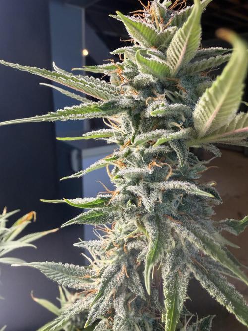 Zamnesia Grow Cup 2026. Week 10