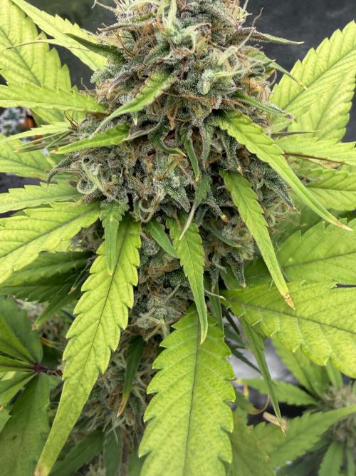 Frostbanger. Week 10