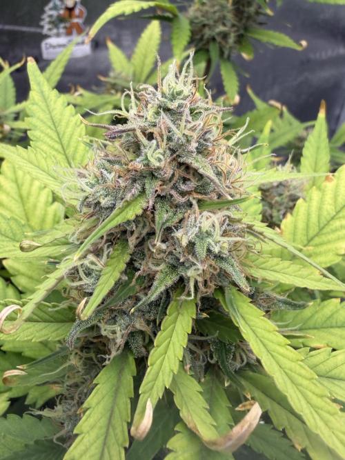 Frostbanger. Week 10