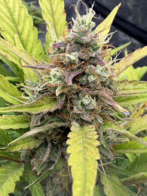 Frostbanger. Week 10