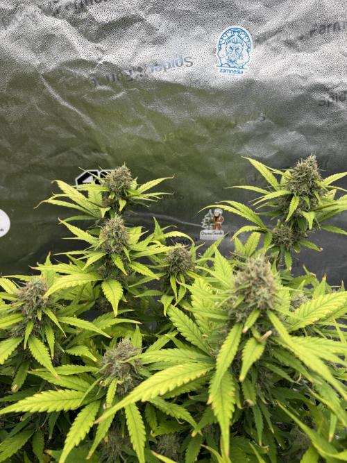 Frostbanger. Week 10