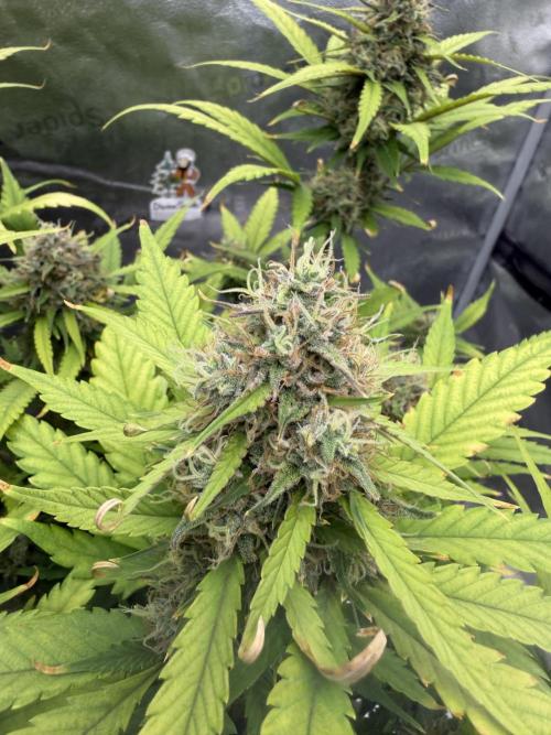 Frostbanger. Week 10