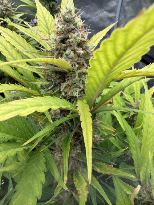 Frostbanger. Week 10