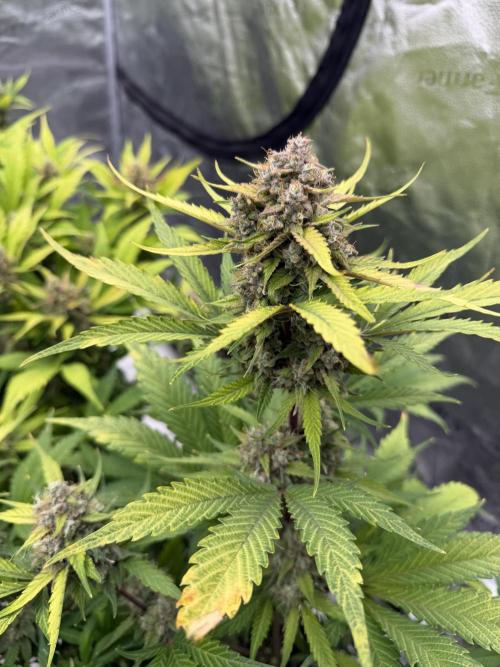 Frostbanger. Week 10