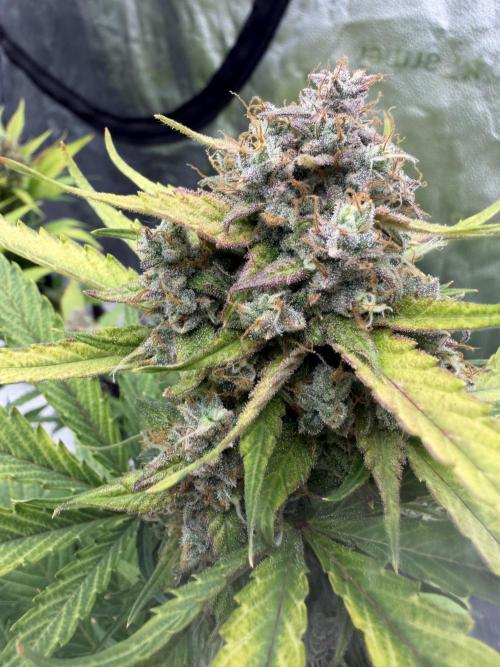 Frostbanger. Week 10