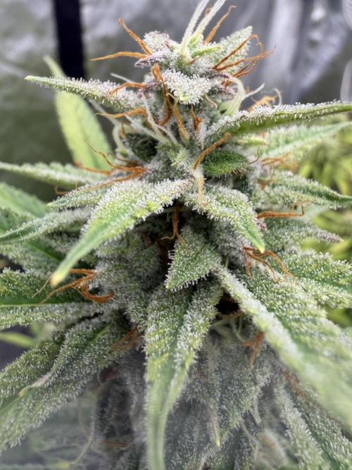 Zamnesia Grow Cup 2026. Week 10