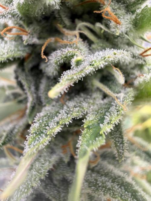 Zamnesia Grow Cup 2026. Week 10