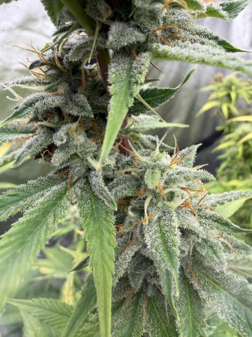 Zamnesia Grow Cup 2026. Week 10
