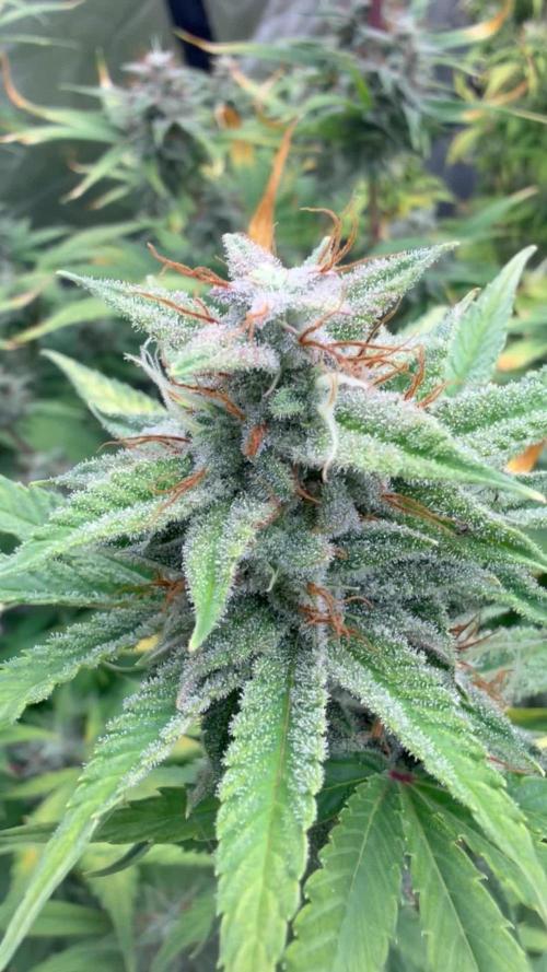 Zamnesia Grow Cup 2026
