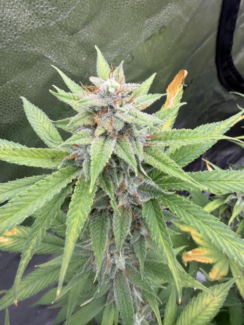 Zamnesia Grow Cup 2026. Week 11