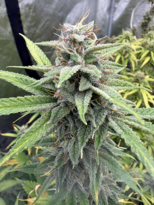 Zamnesia Grow Cup 2026. Week 11