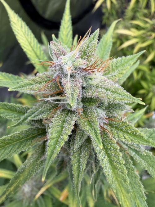 Zamnesia Grow Cup 2026. Week 11