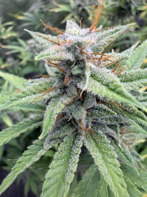 Zamnesia Grow Cup 2026. Week 11