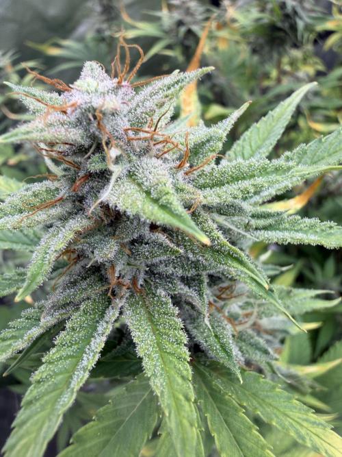Zamnesia Grow Cup 2026. Week 11