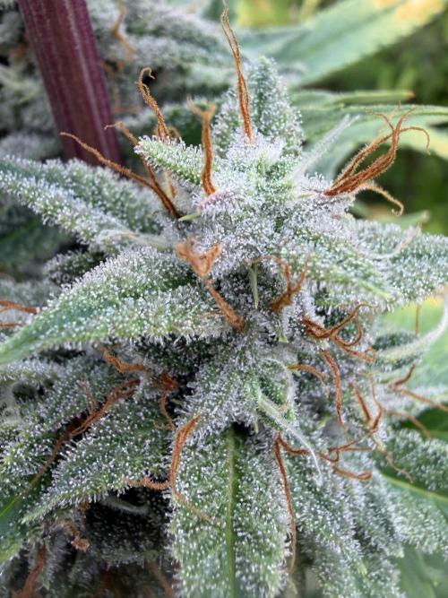 Zamnesia Grow Cup 2026. Week 11