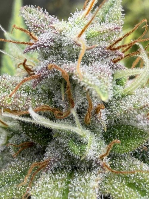 Zamnesia Grow Cup 2026. Week 11