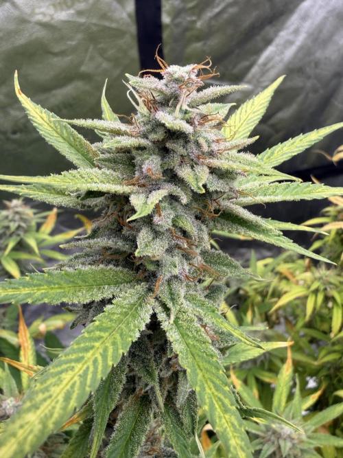 Zamnesia Grow Cup 2026. Week 11