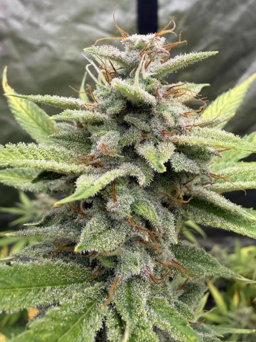 Zamnesia Grow Cup 2026. Week 11
