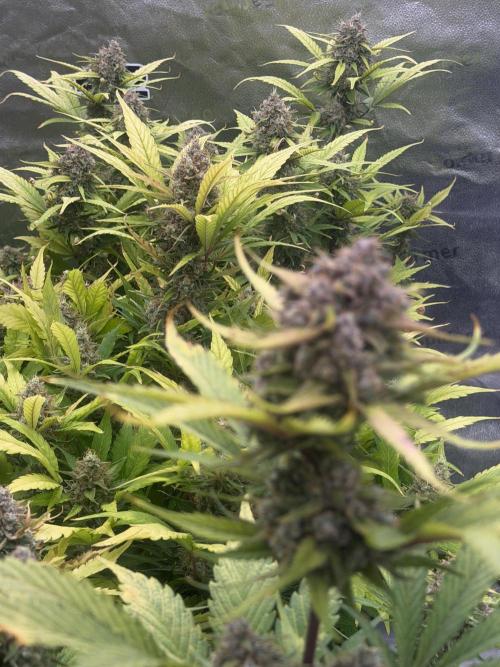 Frostbanger. Week 11