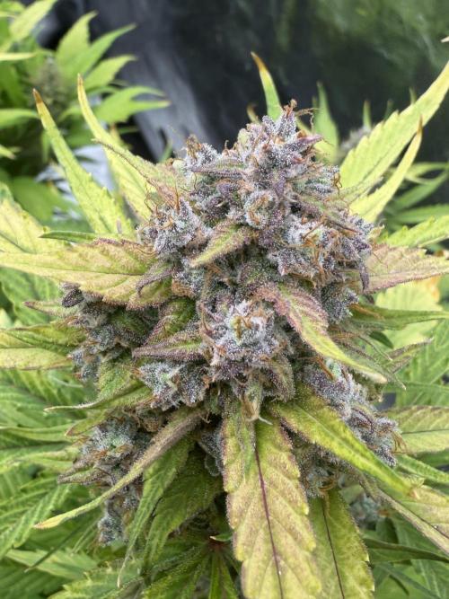 Frostbanger. Week 11