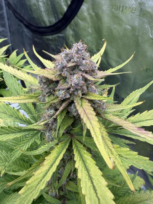 Frostbanger. Week 11