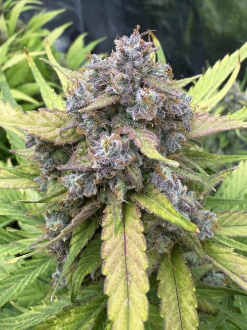 Frostbanger. Week 11