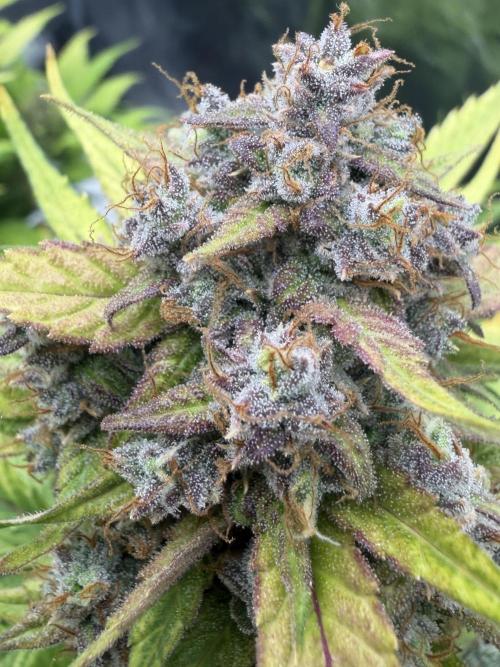 Frostbanger. Week 11