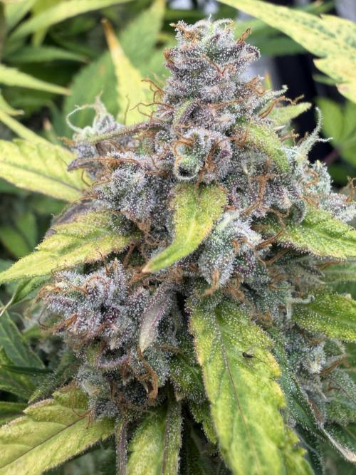Frostbanger. Week 11
