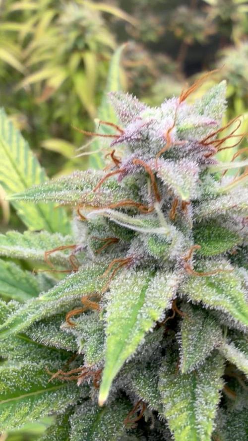 Zamnesia Grow Cup 2026