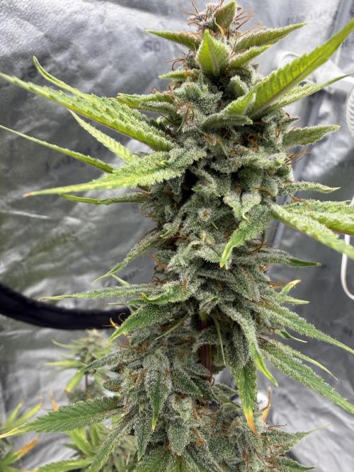 Zamnesia Grow Cup 2026. Week 12